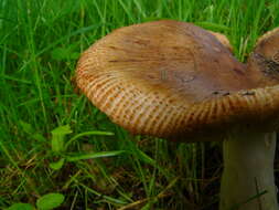 Image of Stinking Russula