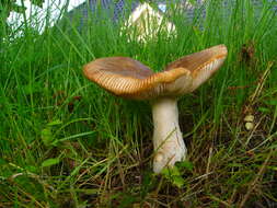 Image of Stinking Russula