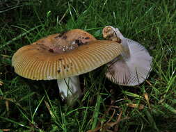 Image of Stinking Russula