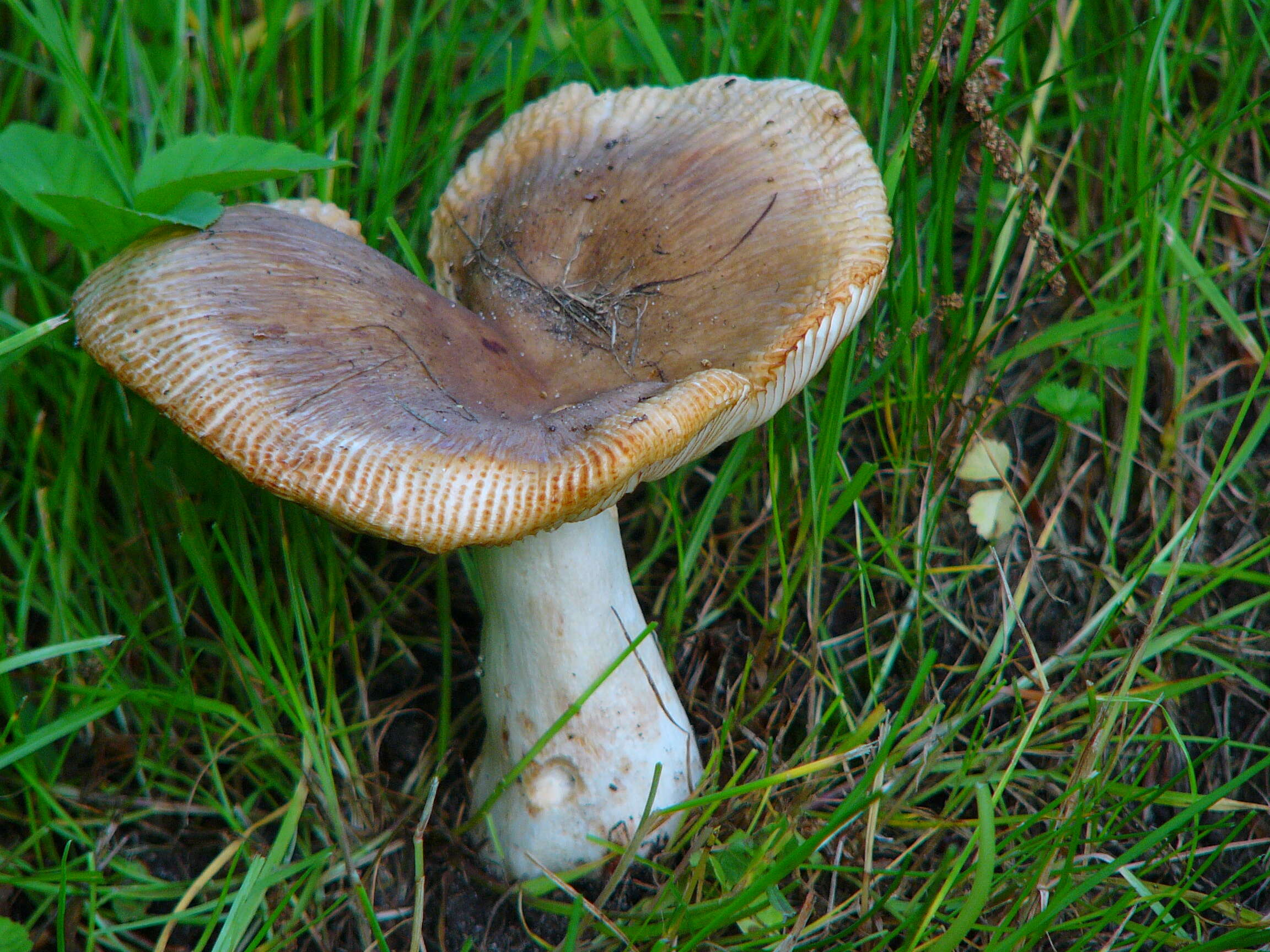 Image of Stinking Russula