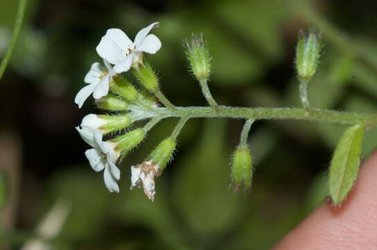 Image de Myosotis forsteri Lehm.