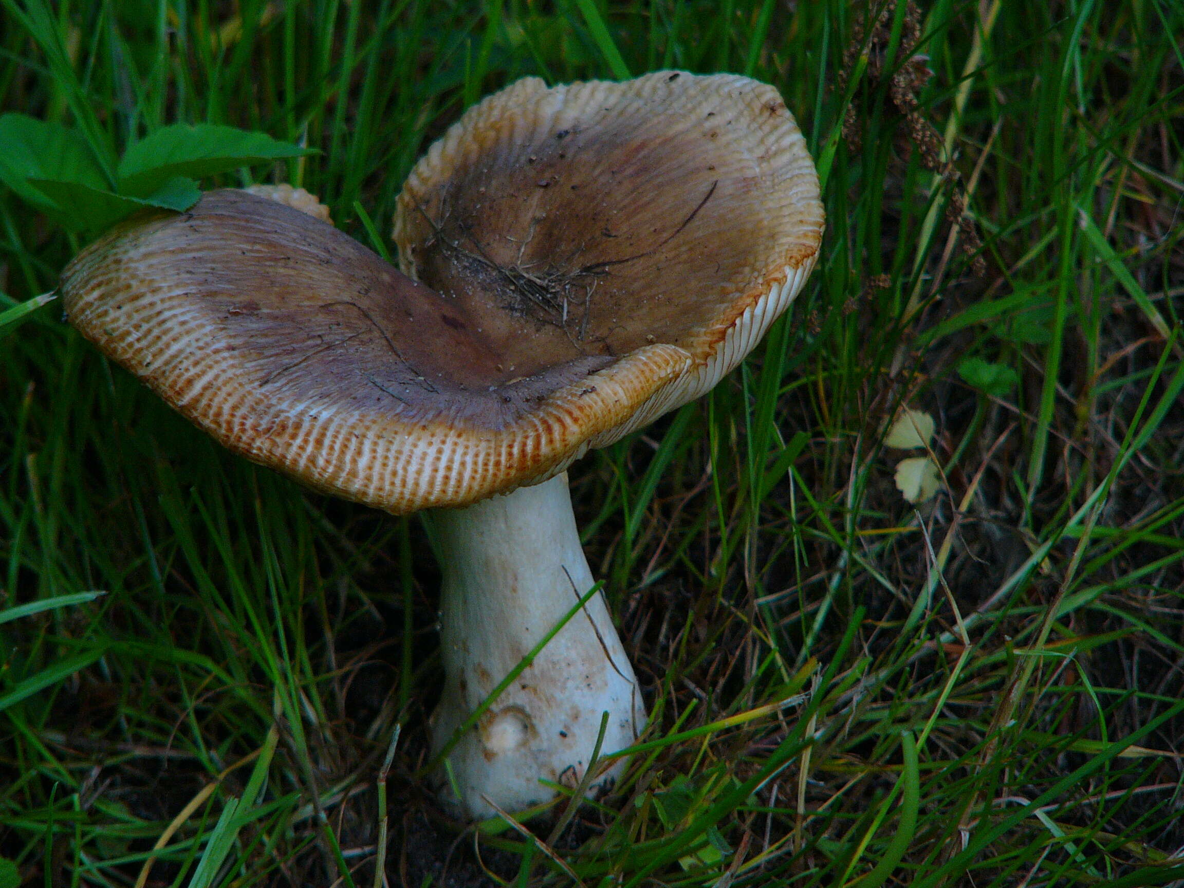 Image of Stinking Russula