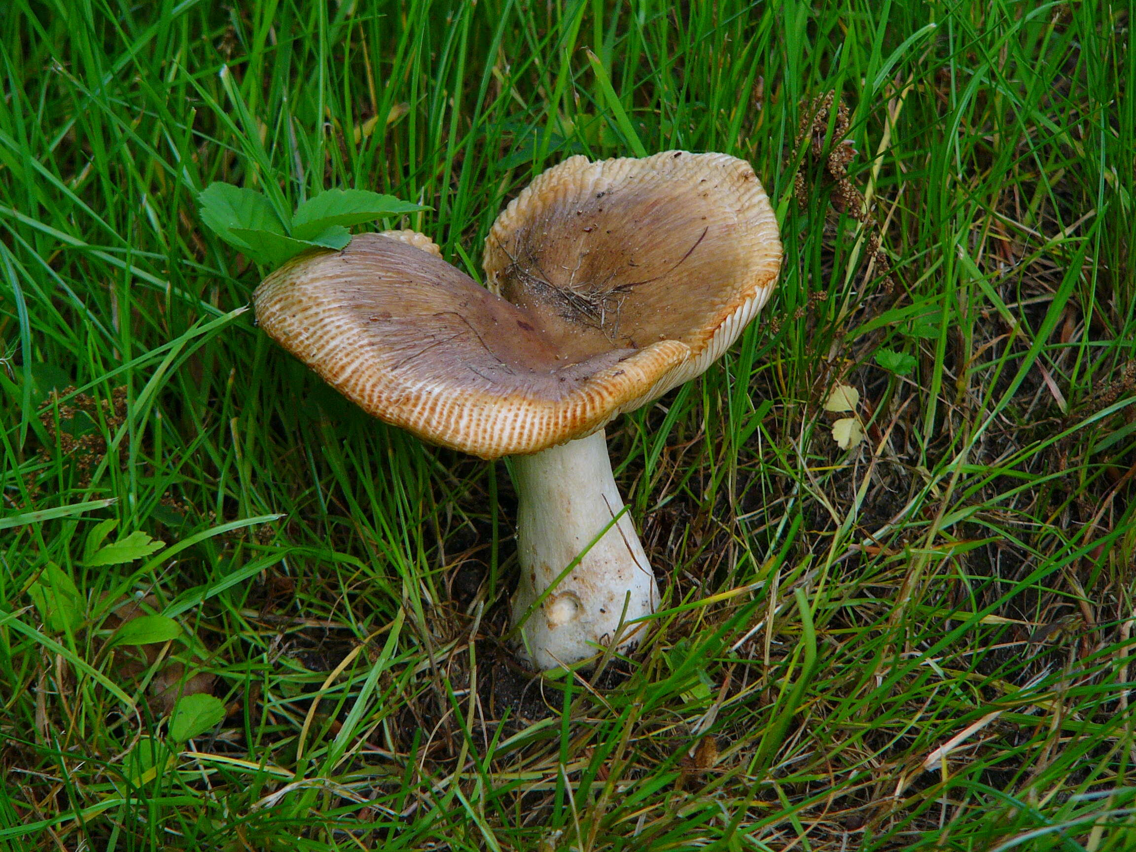 Image of Stinking Russula