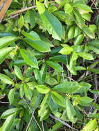 Image de Morinda royoc L.