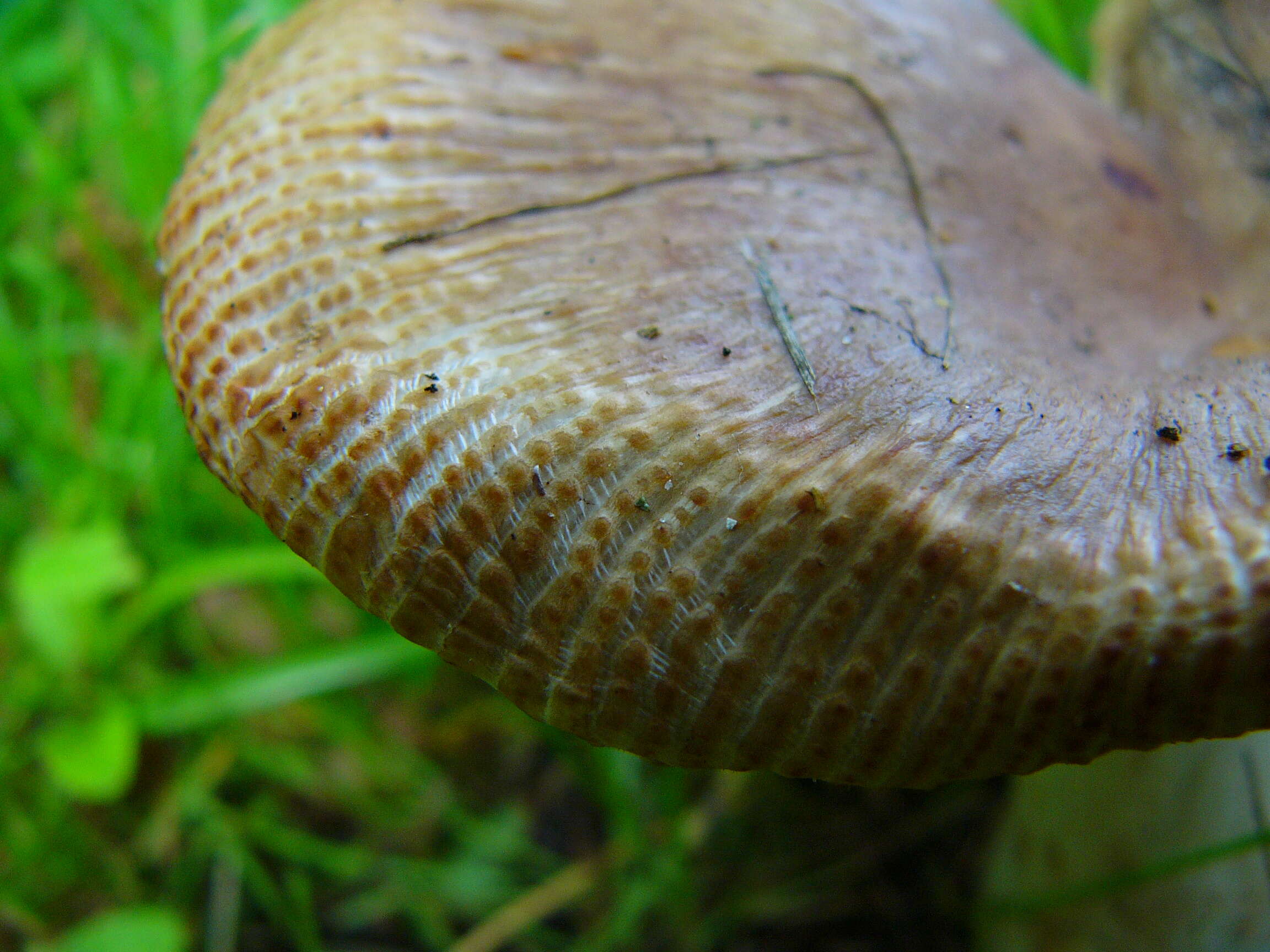 Image of Stinking Russula