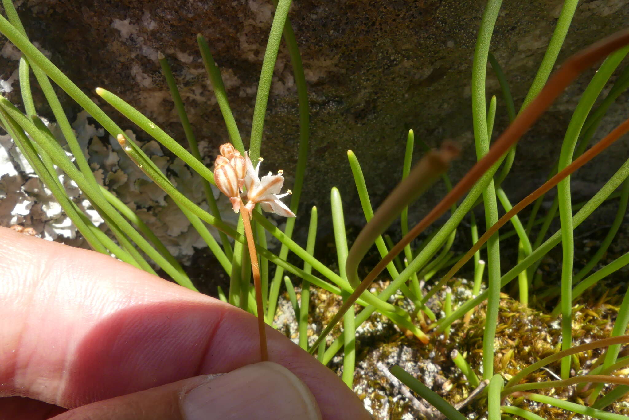 Image of Drimia salteri (Compton) J. C. Manning & Goldblatt