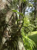 Image of Fairy bentspur orchid