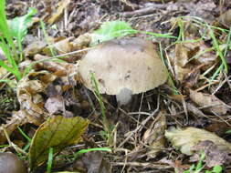 Image of Stinking Russula