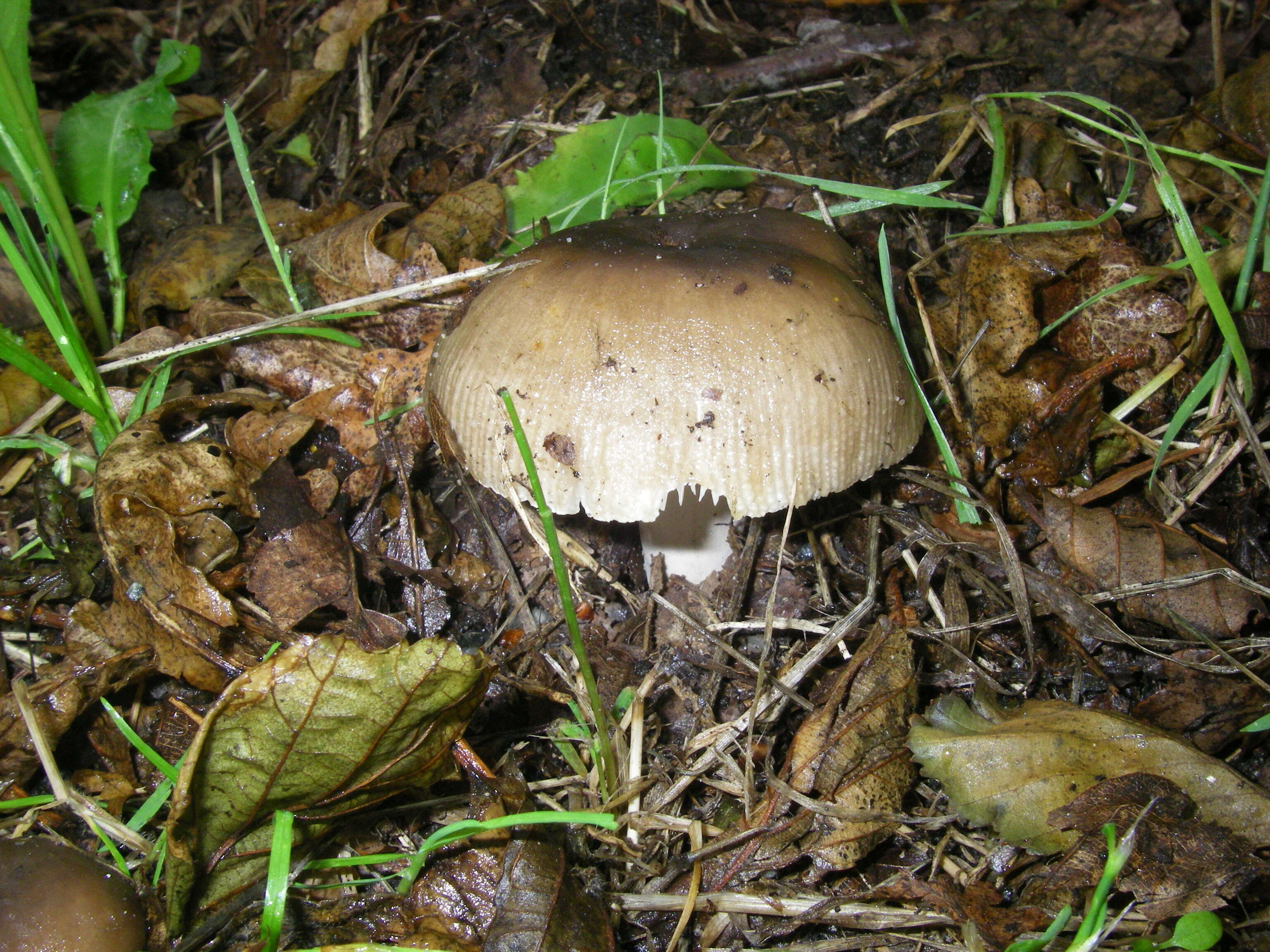 Image of Stinking Russula