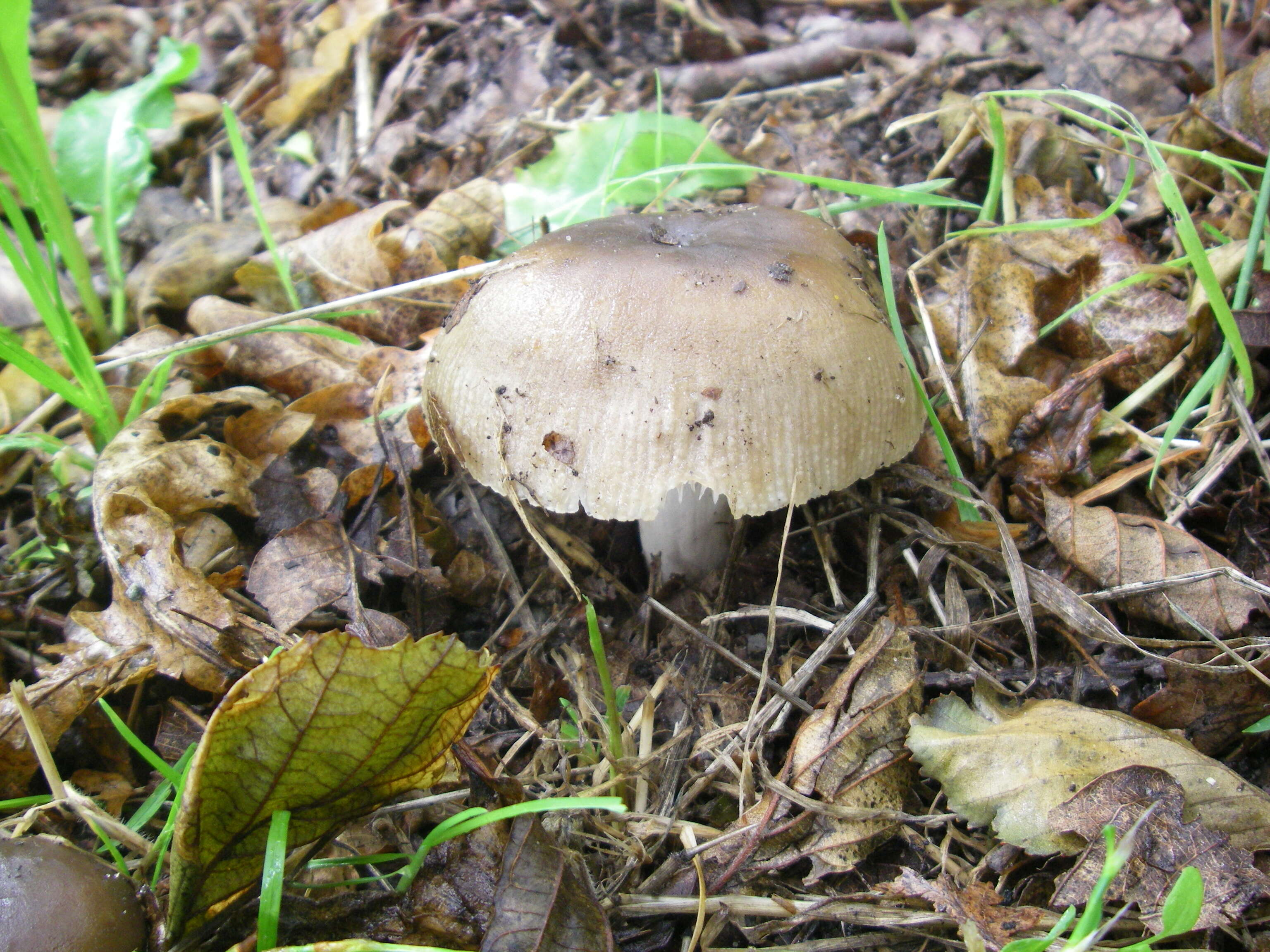 Image of Stinking Russula