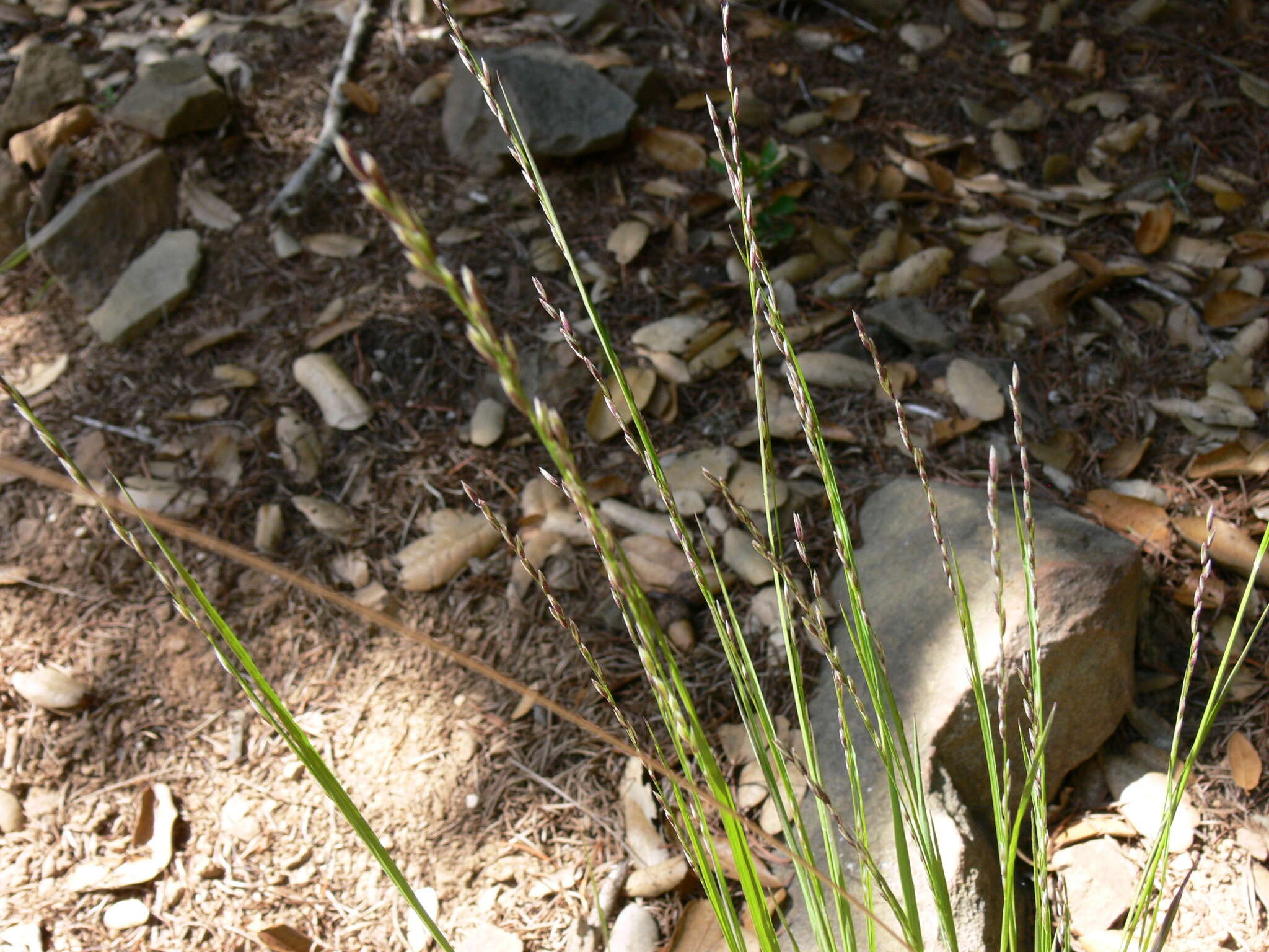 Image of California melicgrass