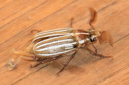 Image of Ten-lined June Beetle