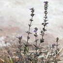 Image of Stemodia durantifolia var. durantifolia