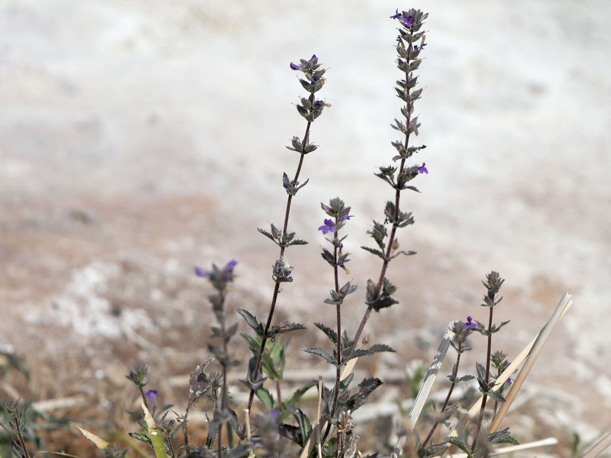 Image of Stemodia durantifolia var. durantifolia