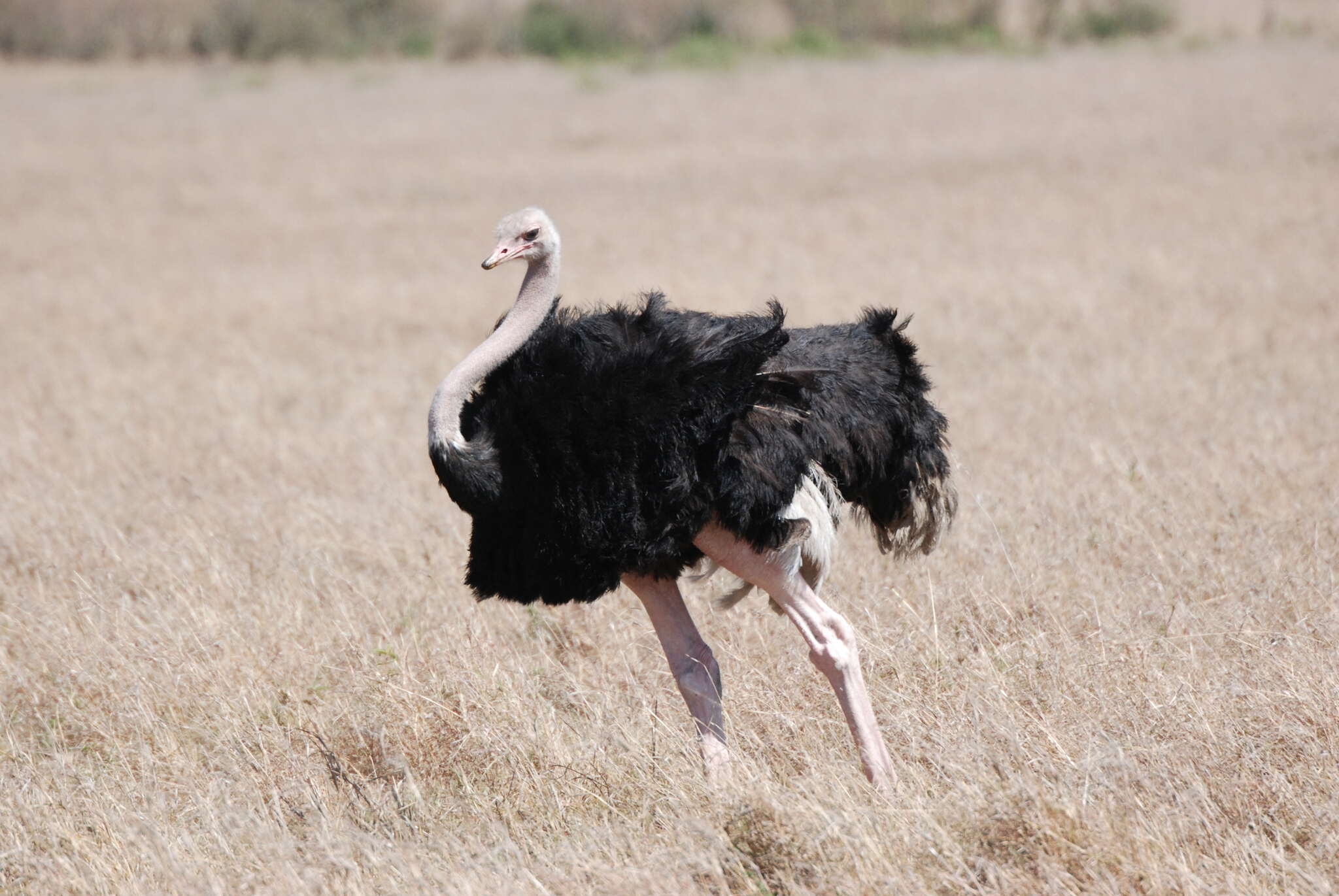 Image of Masai ostrich