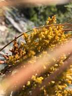 Image of western dwarf mistletoe