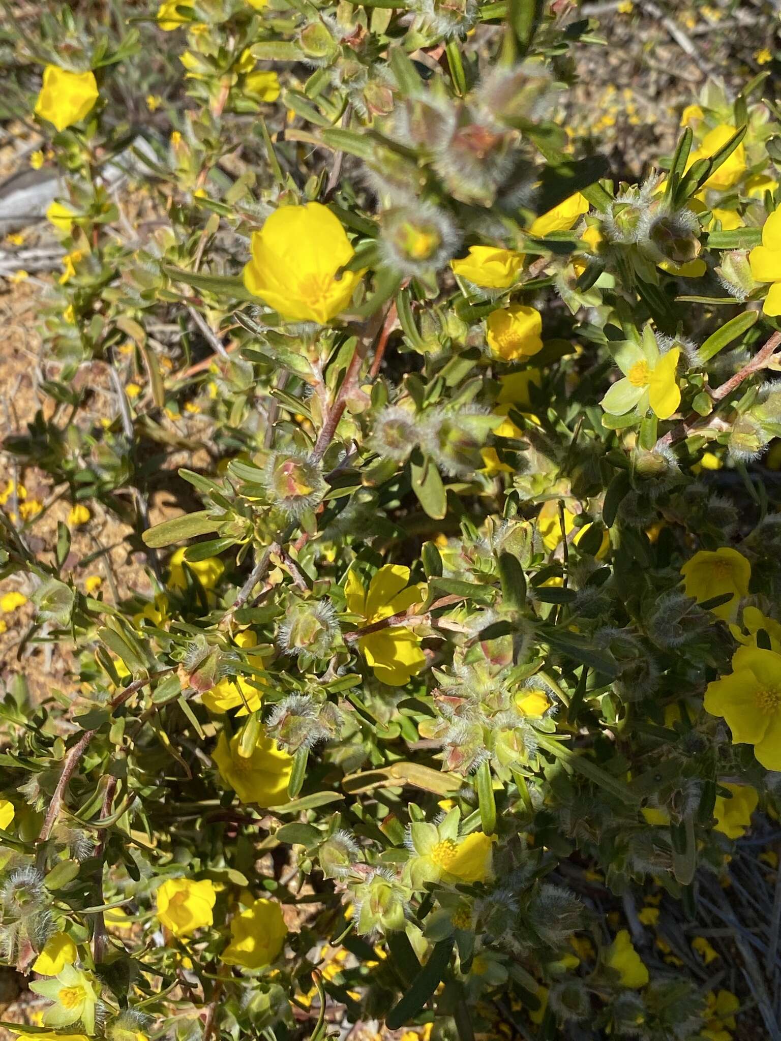 Image of Hibbertia glomerosa var. glomerosa