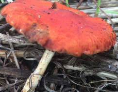 Image of Leratiomyces