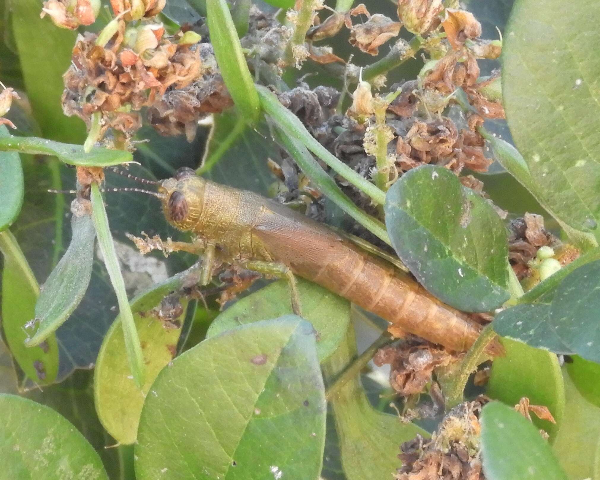 Image de Proctolabus cerciatus Hebard 1925