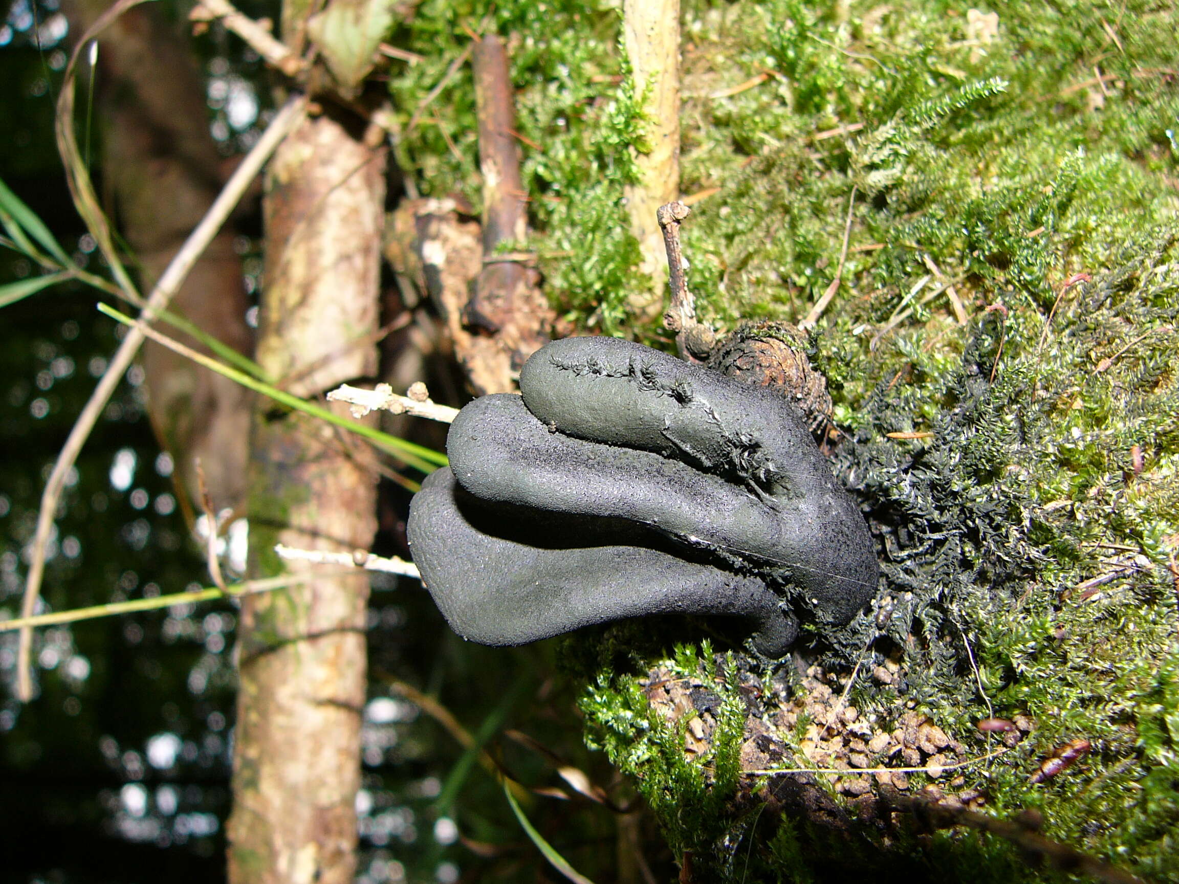 Imagem de Xylaria polymorpha (Pers.) Grev. 1824