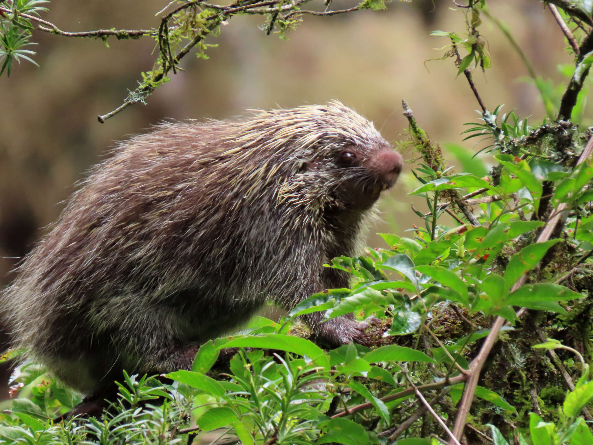 Image of Paraguaian Hairy Dwarf Porcupine