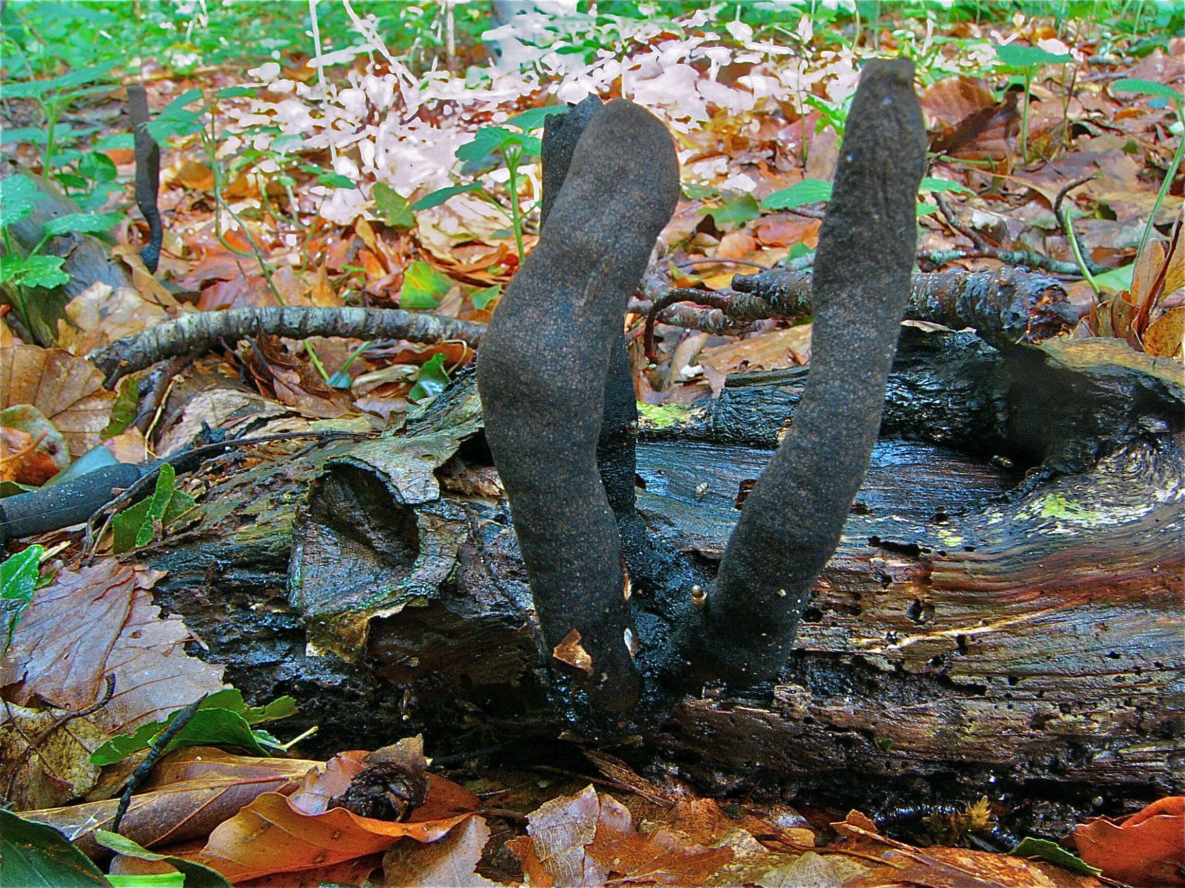 Image of Xylaria longipes Nitschke 1867