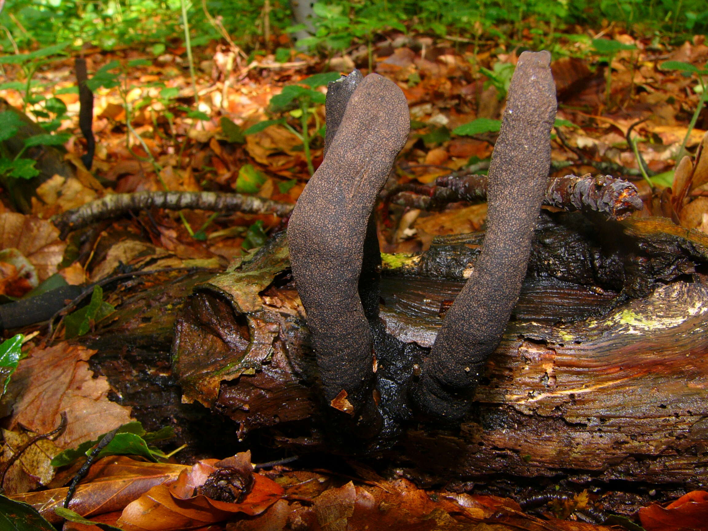 Image of Xylaria longipes Nitschke 1867