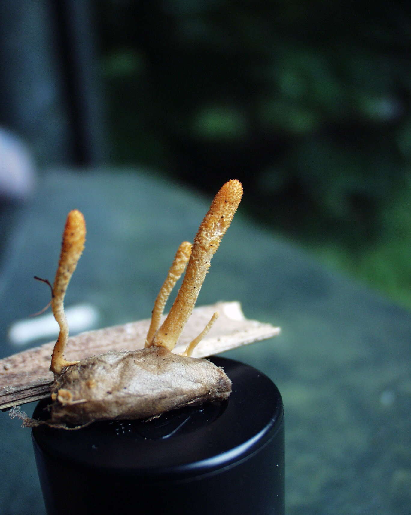 Cordyceps militaris (L.) Fr. 1818 resmi