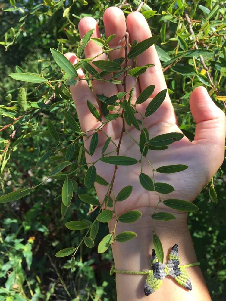 Phyllanthus sellowianus (Klotzsch) Müll. Arg.的圖片