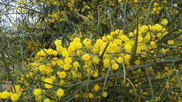 Image of orange wattle