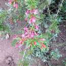 Imagem de Fuchsia lycioides Andr.