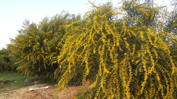 Image of orange wattle