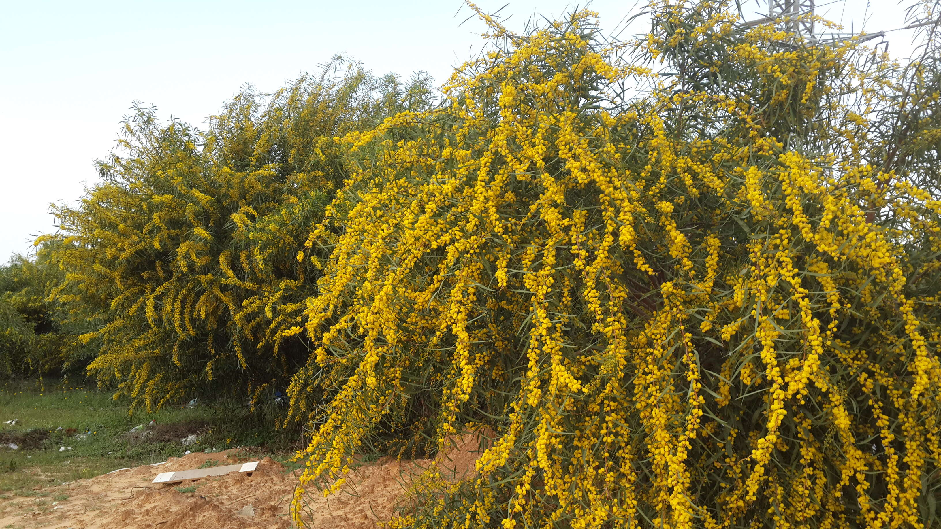 Image of orange wattle