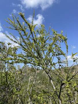 Image of Puerto Rico alfilerillo