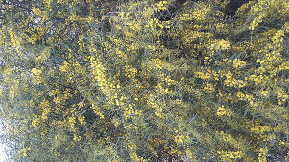 Image of orange wattle