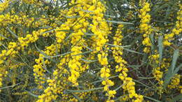 Image of orange wattle