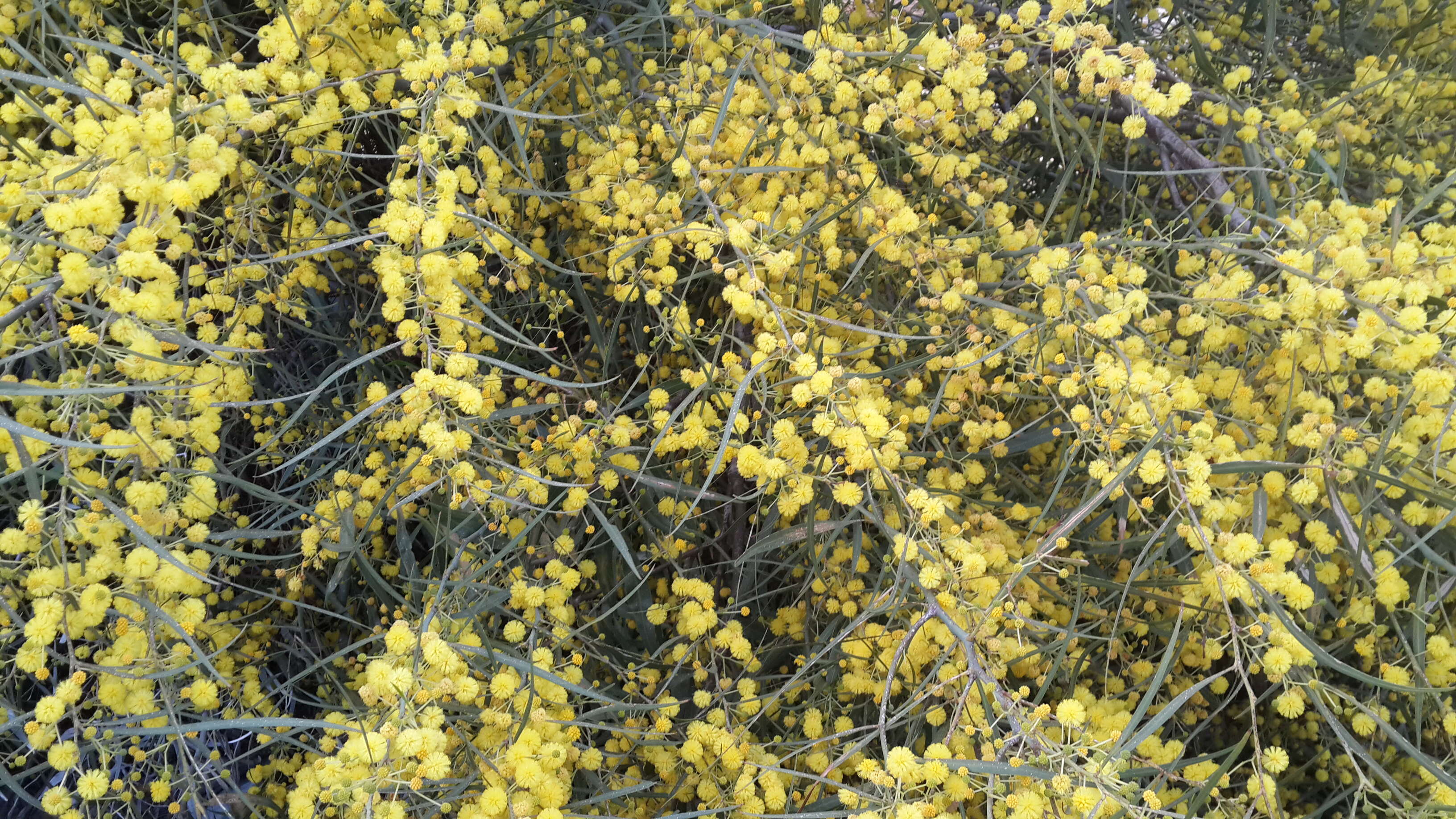 Image of orange wattle