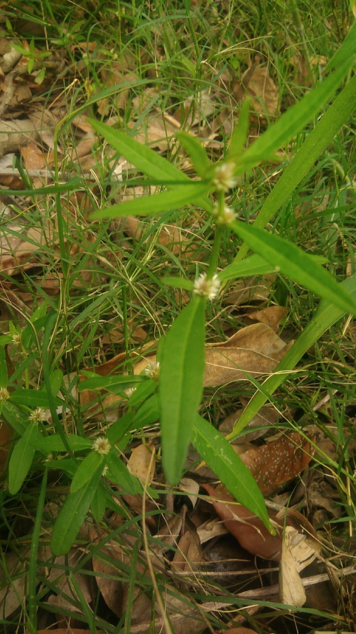 Image of sessile joyweed