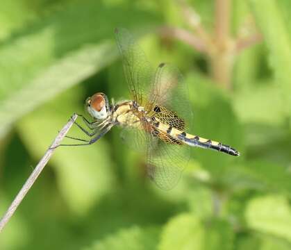 Imagem de Celithemis amanda (Hagen 1861)