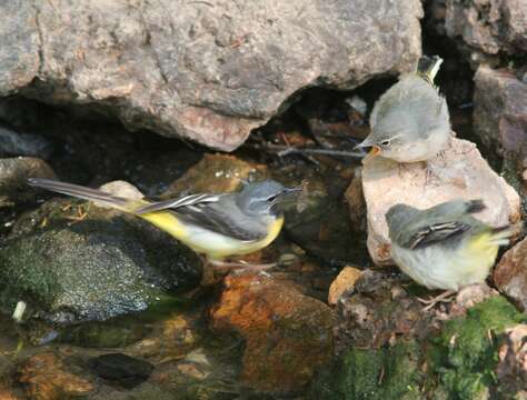 Image of Grey Wagtail