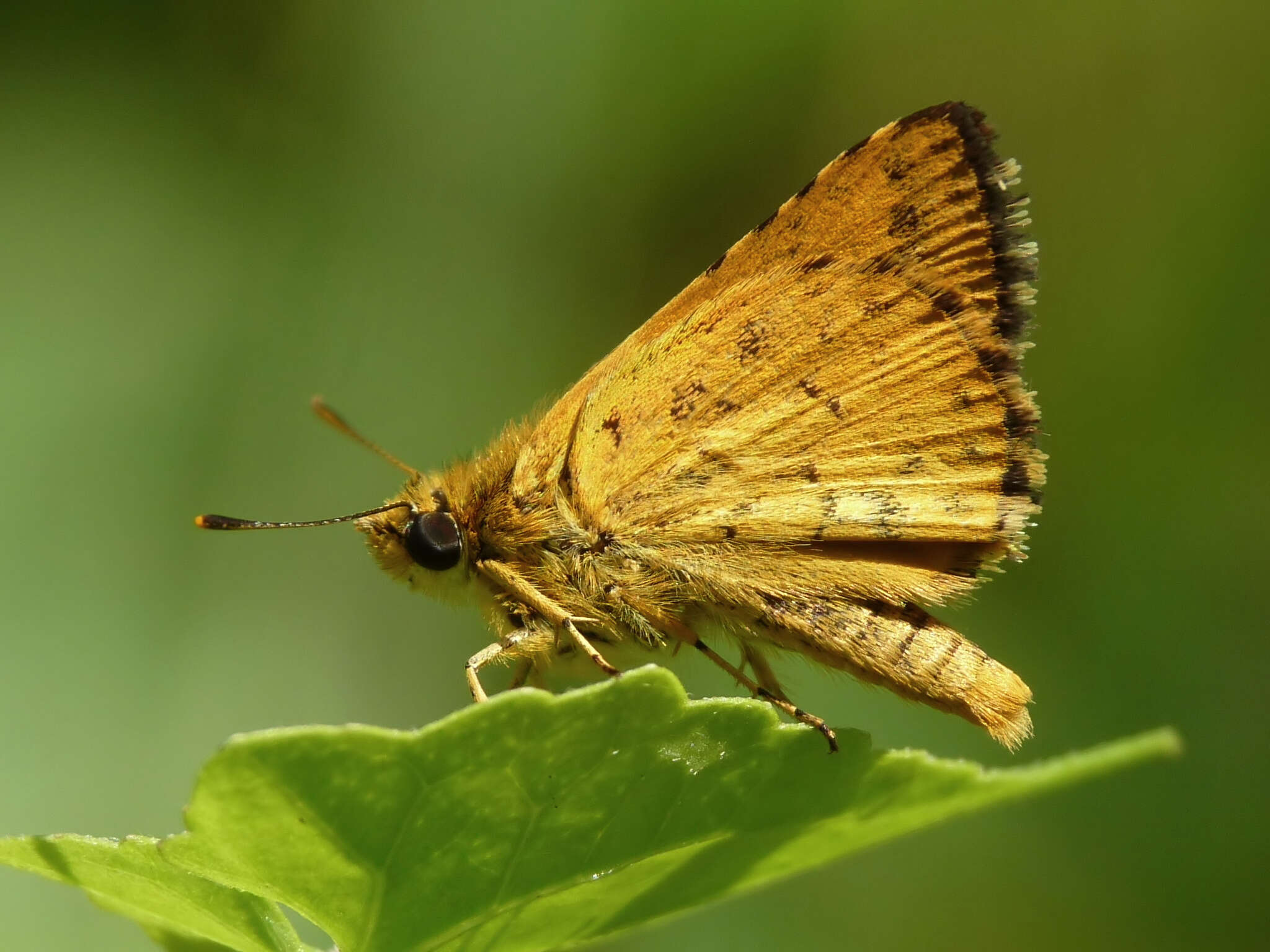 Image of Bush Hopper