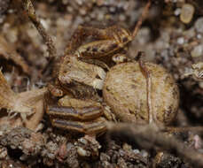 Image of common crab spider