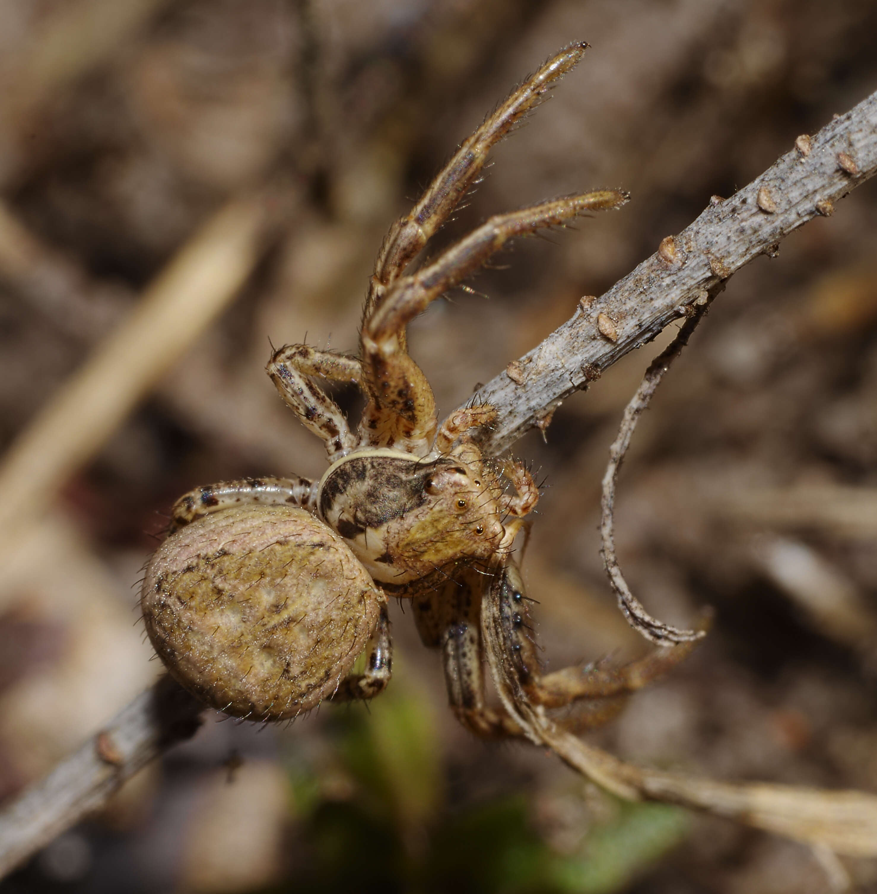 Image of common crab spider