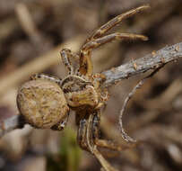 Image of common crab spider