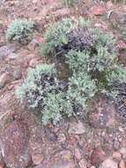 Imagem de Artemisia tridentata subsp. wyomingensis Beetle & Young