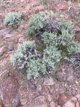 Image of Wyoming big sagebrush