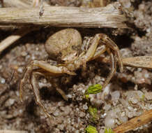 Image of common crab spider