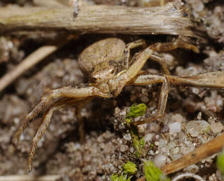 Image of common crab spider