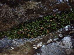 Image of Lapland yoke-moss