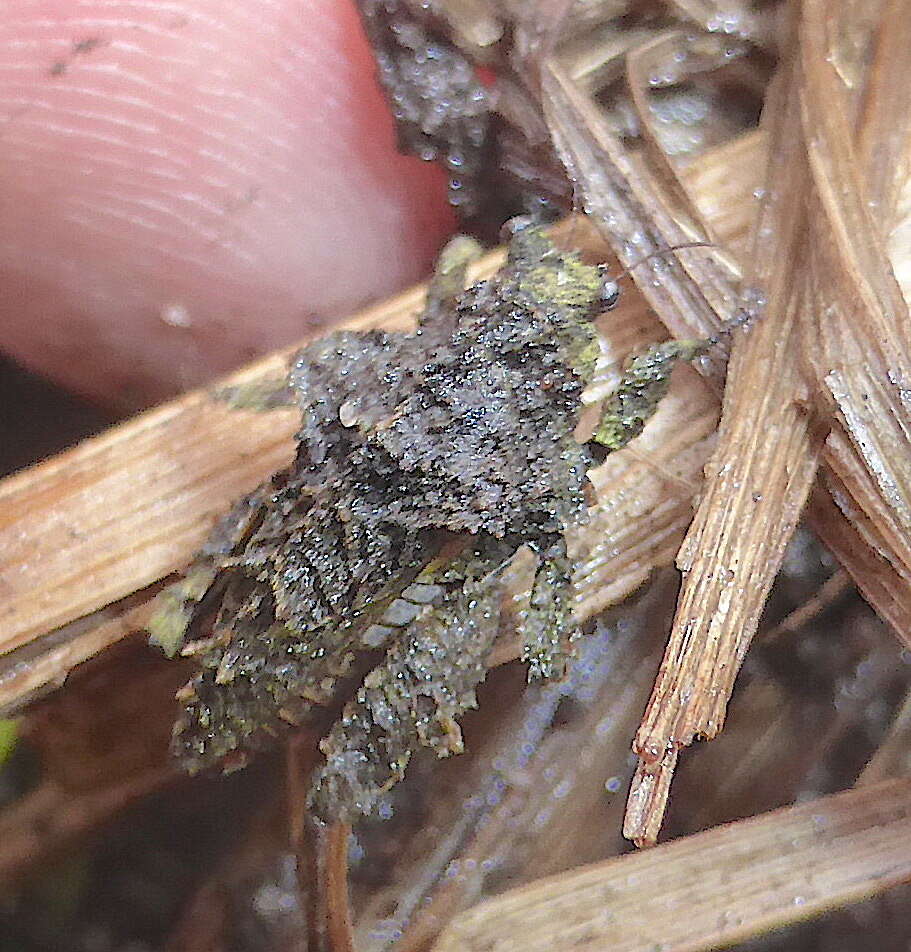 Image of Trachytettix bufo (Costa & A. 1864)